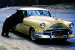 Feeding the Bear, Dangerous Behavior, Car, Oldsmobile, 1950s, AMUV01P13_07B