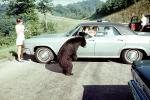 Feeding the Bear, Dangerous Behavior, Chevrolet Car, 1970, 1970s