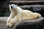 Polar Bear, AMUV01P13_15