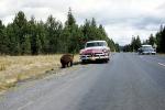 Bears, Sedan, Car, Automobile, Vehicle, 1956, 1950s, AMUV01P14_07