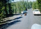 Bear Walking on the Road, highway, Cars, 1950s, AMUV01P15_03