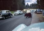 Bear Walking on the Road, highway, Cars, 1950s, AMUV01P15_04