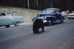Bear Walking on the Road, highway, Cars, 1950s, AMUV01P15_05