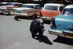 Black Bears Walking in the Parking Lot, Cars, Cub, 1957, 1950s, AMUV01P15_06