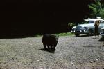 Bear Walking on the Side of the Road, highway, Cars, 1950s, AMUV01P15_07