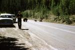 Bears Walking on the Road, Cubs, highway, Cars, 1950s, AMUV01P15_08