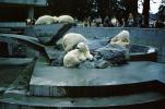 Polar Bears at the Zoo, people onlookers, AMUV01P15_10