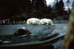 Polar Bears at the Zoo, people onlookers, Stanley Park, Vancouver, AMUV01P15_11