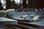 Polar Bears at the Zoo, people onlookers, AMUV01P15_12