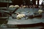Polar Bears at the Zoo, people onlookers