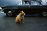 Bear Sitting on the Highway, Road, Ford Customline, 1950s, AMUV01P15_14