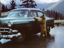 Bear Standing and Begging for Food, Road, Ford Customline, 1950s