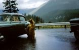 Bear Standing for Food, Road, Ford Customline, 1950s, AMUV01P15_17
