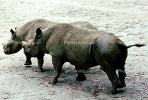 Black Rhinoceros, AMYV01P02_15B