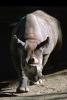Black Rhinoceros, AMYV01P02_17B