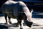 Black Rhinoceros, AMYV01P02_18