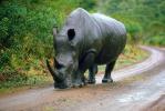Lonely Rhinoceros Walking on the Road