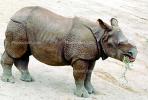 Baby Rhinoceros, AMYV01P03_12
