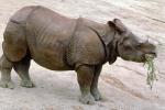 Baby Rhino, Horn Cut off, cut-off, plates, body armor, AMYV01P03_13.1712