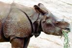 Baby Rhino Eating, Horn Cut off, cut-off, plates, body armor, AMYV01P03_13B