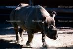 Black Rhinoceros, AMYV01P03_14