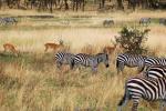 Zebras, Antelope, AMZD01_001