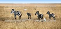 Plains Zebra (Equus quagga), Katavi National Park, Tanzania