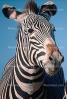 Zebra Face, AMZV01P01_03B.1712