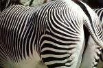 Zebra Butt, AMZV01P01_13