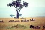 Wildlife, Africa, African, Safari, tree, grassland, AMZV01P02_08