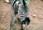 Hee-Haw Baying Zebra