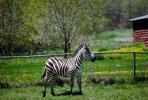 Standing Stoic Zebra, AMZV01P03_05.1712