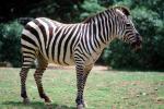 Grant's Zebra, (Equus burchelli boehmi), AMZV01P06_08