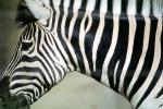 Damara Zebra, AMZV01P07_02