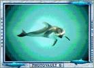 Dolphin, AOCV01P01_07C