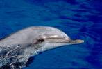 Dolphin in Florida, AOCV01P03_02.1712