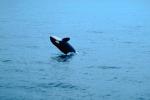 Killer whale, Orca, Prince Wlliam Sound, Alaska, AOCV01P03_04.4101