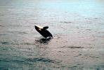 Killer whale, Orca, Prince Wlliam Sound, Alaska
