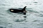 Killer whale, Orca, Prince Wlliam Sound, Alaska, AOCV01P03_05
