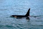 Killer whale, Orca, Prince Wlliam Sound, Alaska, AOCV01P03_06.4101