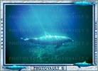 Dolphin, AOCV01P04_01B