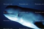 Beluga Whale (Delphinapterus leucas), AOCV01P04_04