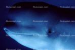 Beluga Whale (Delphinapterus leucas), AOCV01P04_04B