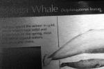 Beluga Whale (Delphinapterus leucas), AOCV01P04_09