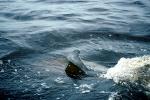 Beluga Whale (Delphinapterus leucas), AOCV01P04_11