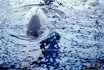 Beluga Whale (Delphinapterus leucas), AOCV01P04_17