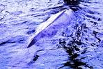 Beluga Whale (Delphinapterus leucas), AOCV01P04_18B
