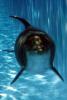 Bottlenose Dolphin (Tursiops truncatus), AOCV01P05_06B