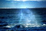 Whale Spout Spray, Monterey Bay California, AOCV01P05_15