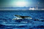 Whale Tale, Tail, Monterey Bay California, AOCV01P05_16